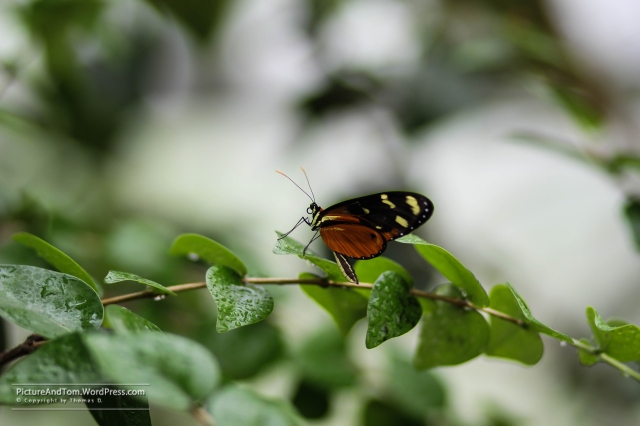 2016 - 07 - 13 Schmetterlingsgarten 041