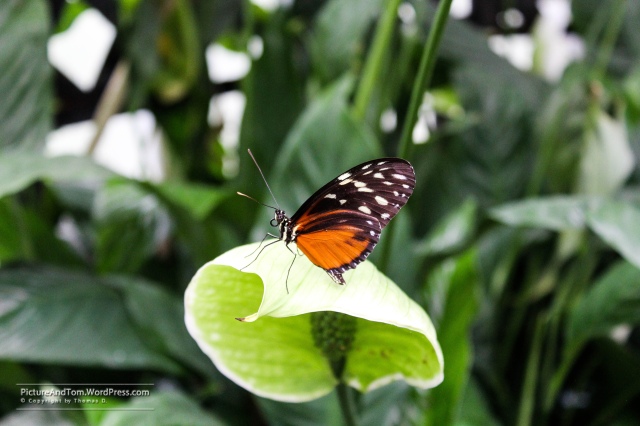 2016 - 07 - 13 Schmetterlingsgarten 087